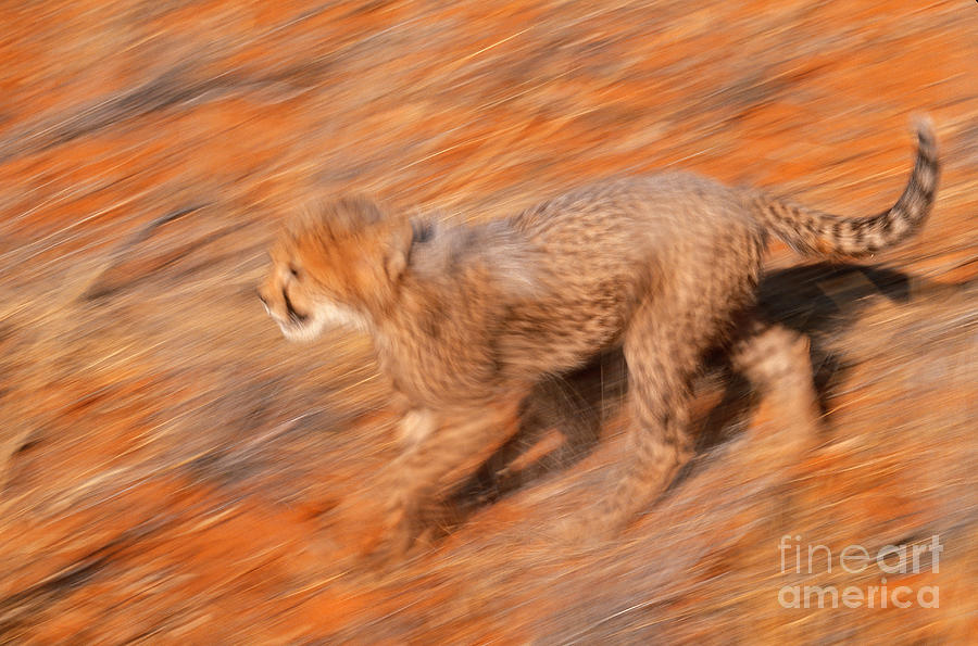 Cheetah, Kalahari Desert Photograph by Art Wolfe
