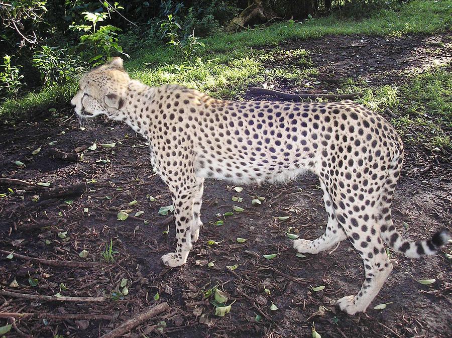 Cheetah Photograph by Karen Jane Jones