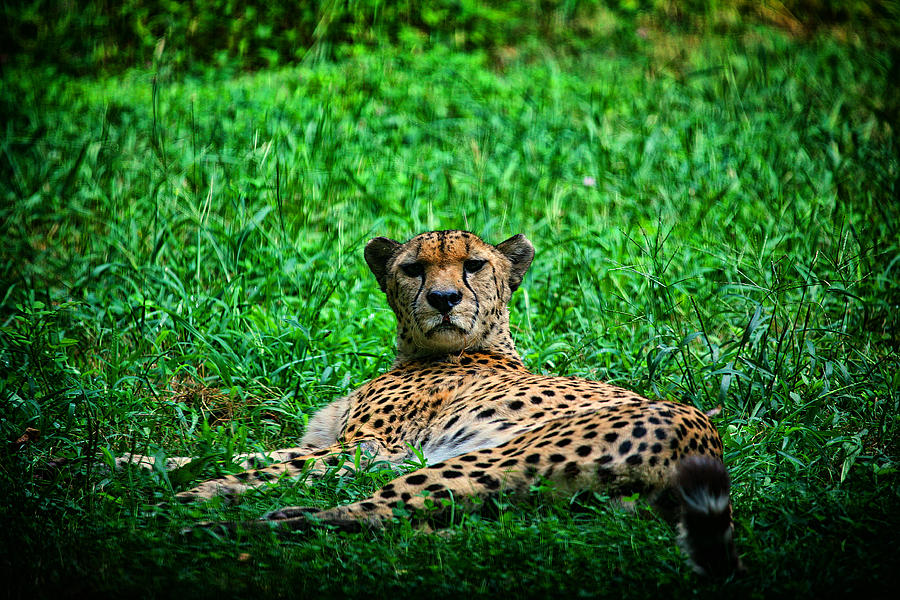 Cheetah Photograph by Karol Livote