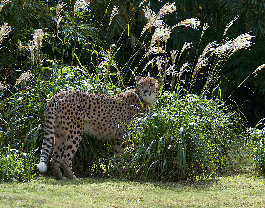 Cheetah Photograph by Keith Lovejoy
