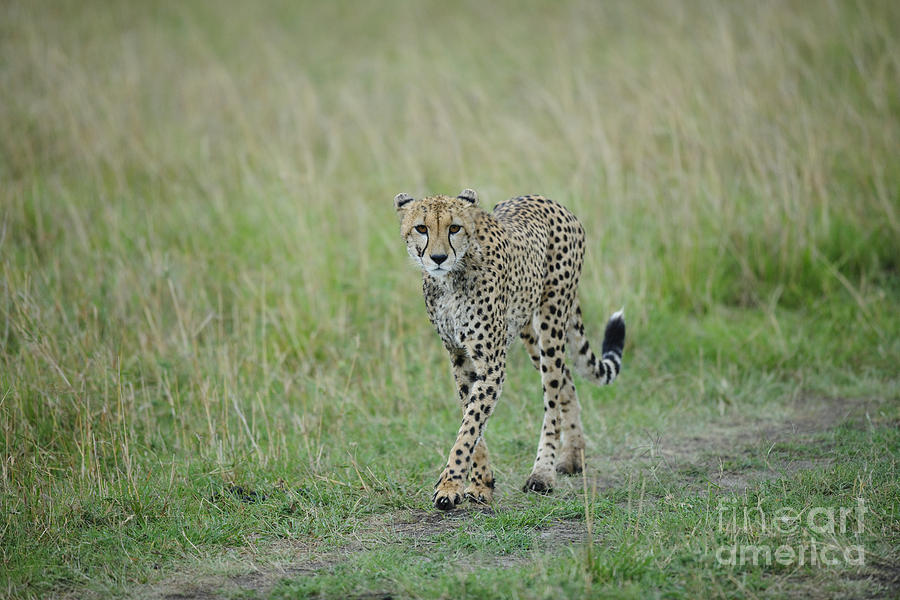Cheetah, Kenya Photograph by John Shaw