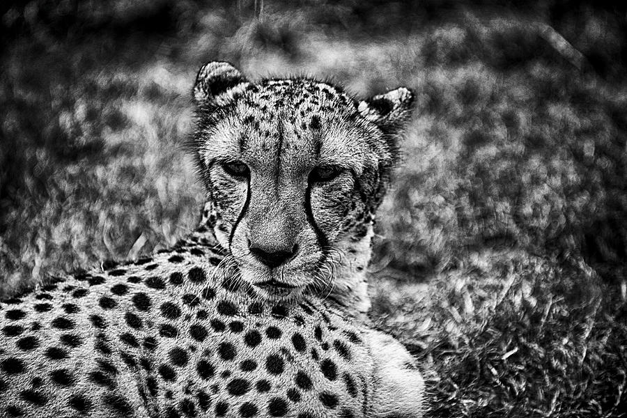 Cheetah  Photograph by Kevin Cable