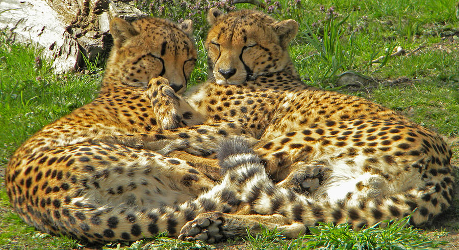 Cheetah Love Photograph