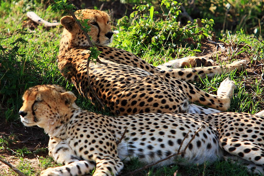 Cheetahs of the Masai Mara National Park #1 Photograph by Aidan Moran