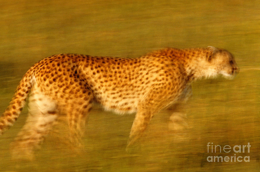 Cheetah, Masai Mara, Kenya Photograph by Art Wolfe