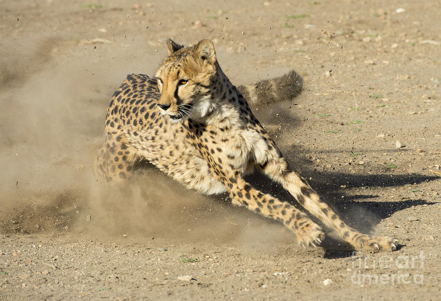 Cheetah Photograph by Michael R Erwine - Fine Art America