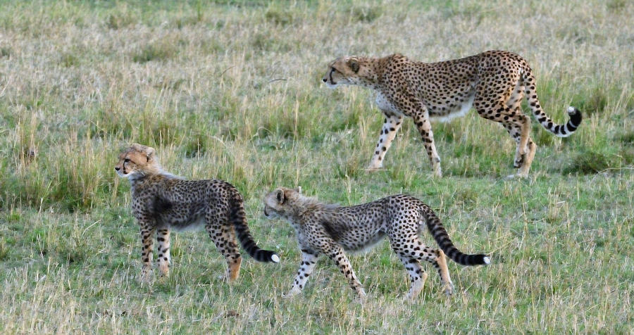 Cheetah Mon With Two Cubs Photograph by Tom Wurl