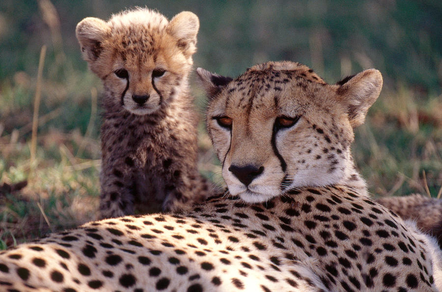 Cheetah Mother And Cub Acinonyx Jubatus Photograph by Mary Beth Angelo