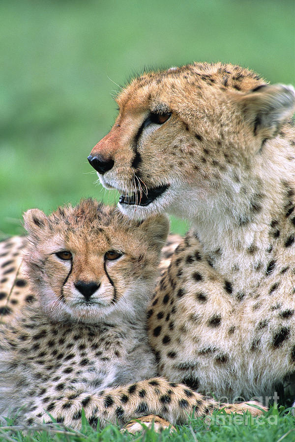 Cheetah Mother And Cub Photograph by Yva Momatiuk John Eastcott