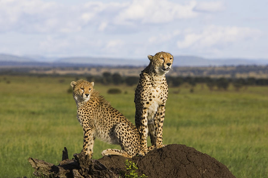 Cheetah Mother And Cub Masai Mara Photograph by Suzi Eszterhas