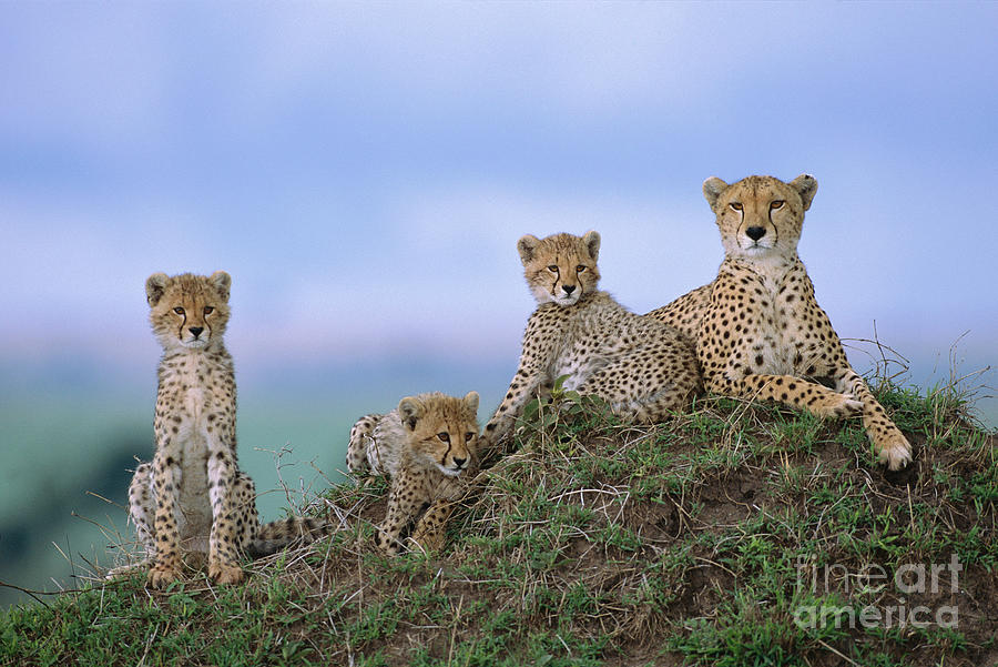 Cheetah Mother And Cubs in Masai Mara Photograph by Yva Momatiuk John Eastcott