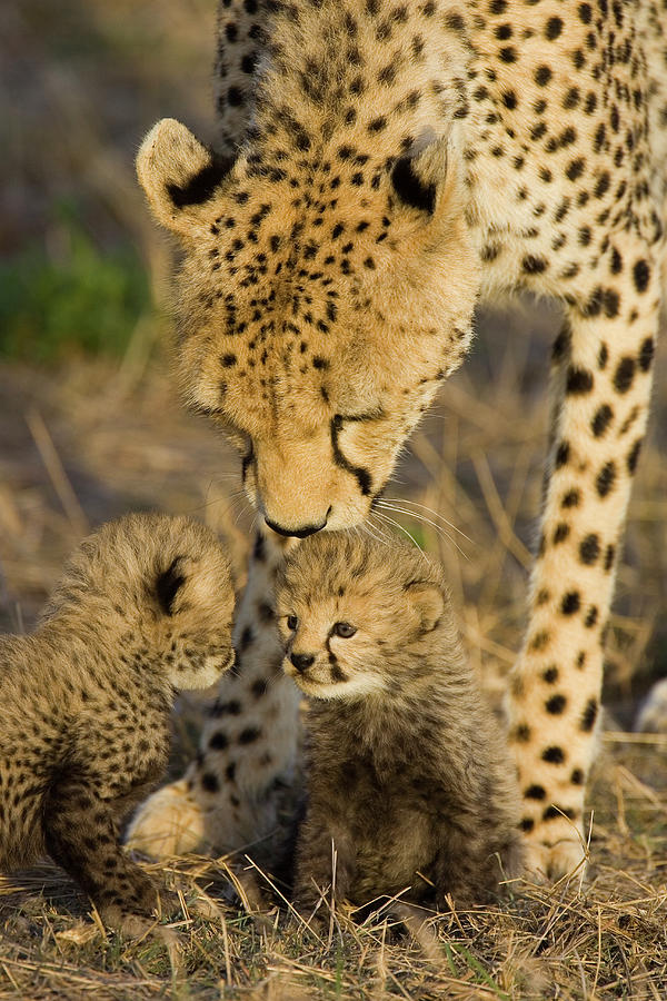 Cheetah  Mother Nuzzles Cubs Photograph by Suzi Eszterhas