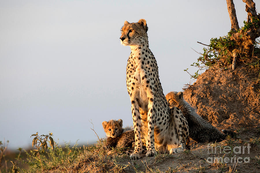 Cheetah Mother With Cubs Photograph by Greg Dimijian
