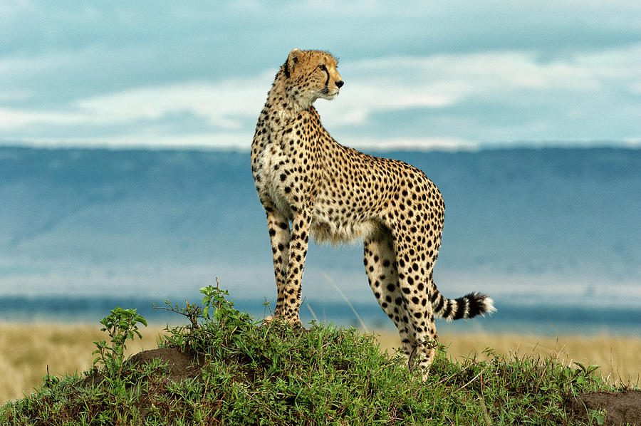 Cheetah On A Mound Photograph by Mike Hill - Fine Art America