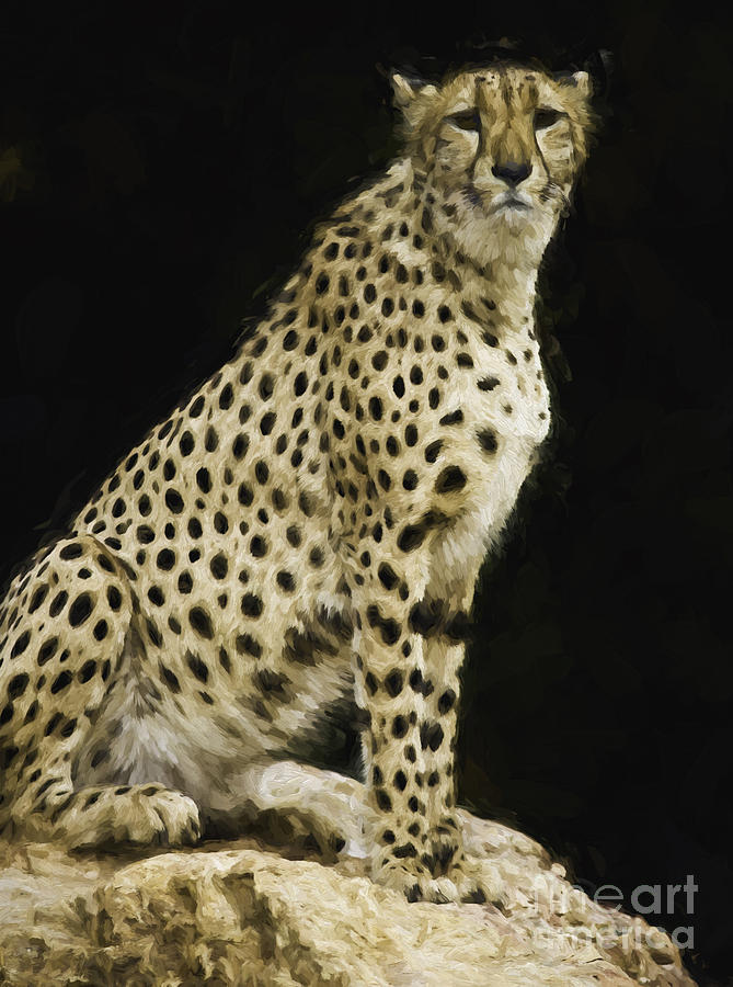 Cheetah on a rock Photograph by Sheila Smart Fine Art Photography