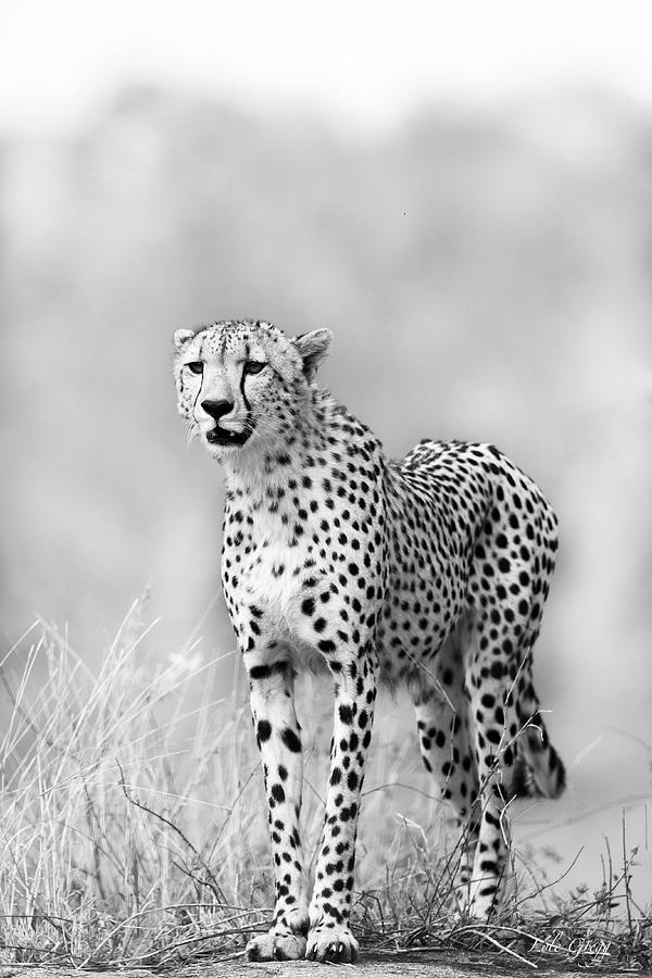 Wildlife Photograph - Cheetah on look-out by Lyle Gregg