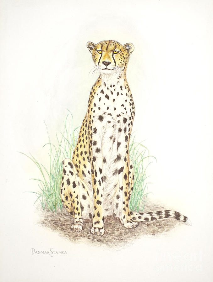 Cheetah Painting - Cheetah on lookout by Dag Sla