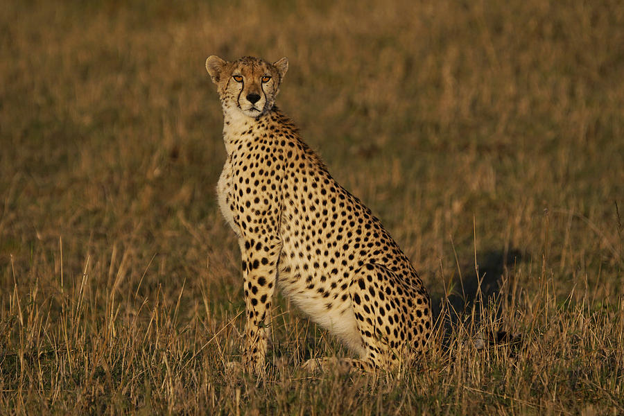 Cheetah On Savanna Masai Mara Kenya Photograph by Hiroya Minakuchi
