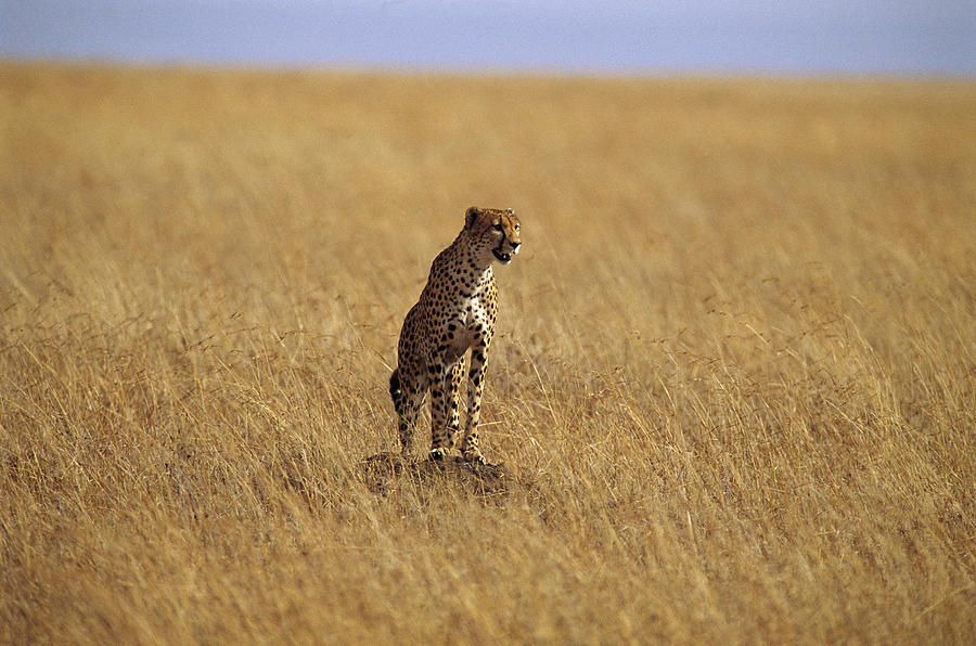 Cheetah On Savannah Masai Mara, Kenya Photograph by Gerry Ellis