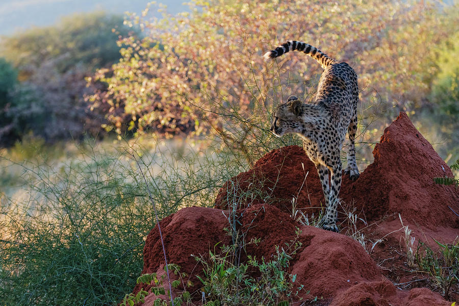Cheetah On Termite Mound Photograph by Jeremy Woodhouse