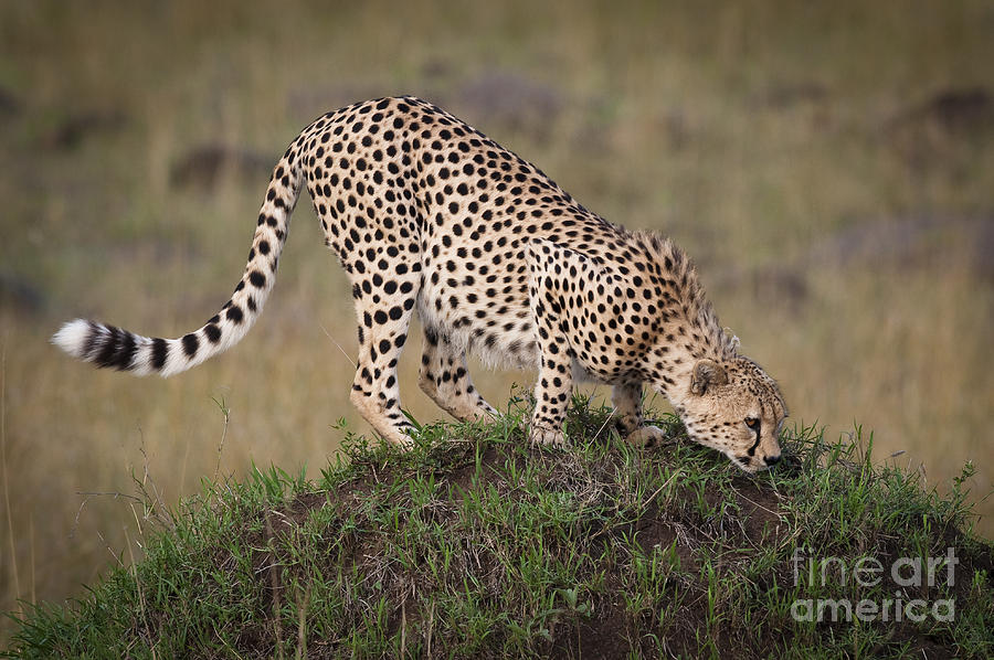 Cheetah On Termite Mound Photograph by John Shaw
