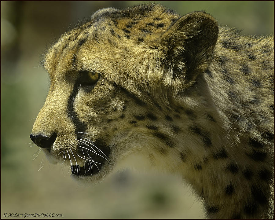 Cheetah on the prowl Photograph by LeeAnn McLaneGoetz McLaneGoetzStudioLLCcom