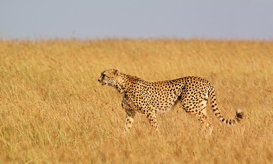 Cheetah Panorama Photograph by Wldavies