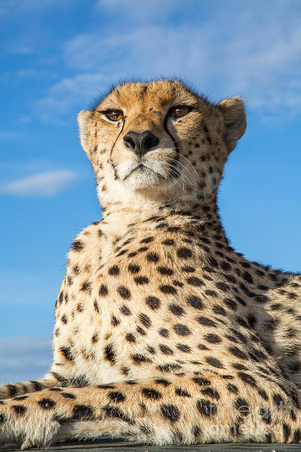 Cheetah Portrait Photograph by Greg Dimijian