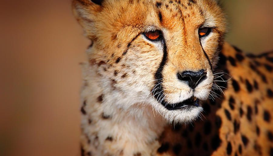 Cheetah portrait Photograph by Johan Swanepoel