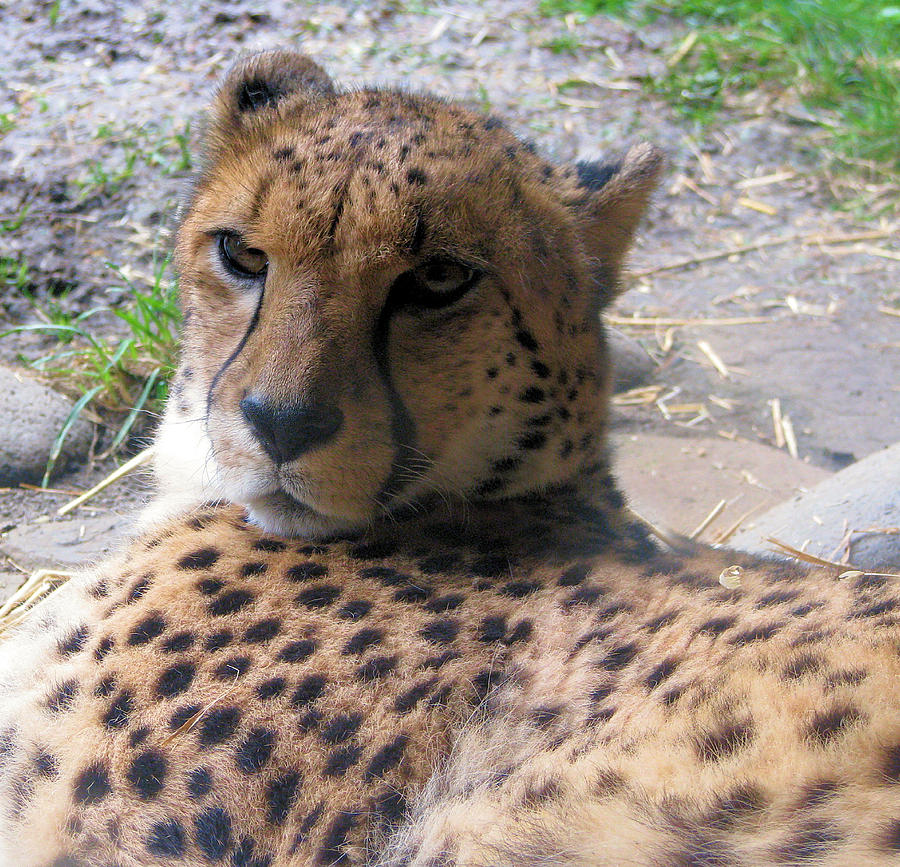 Cheetah Portrait Photograph by Lora R Fisher