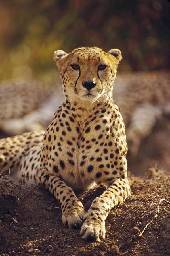 Cheetah Portrait Masai Mara Photograph by Gerry Ellis