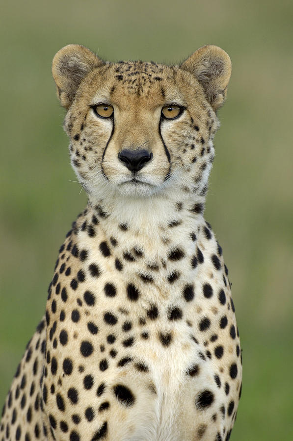 Cheetah Portrait, Masai Mara, Kenya Photograph by Malcolm Schuyl