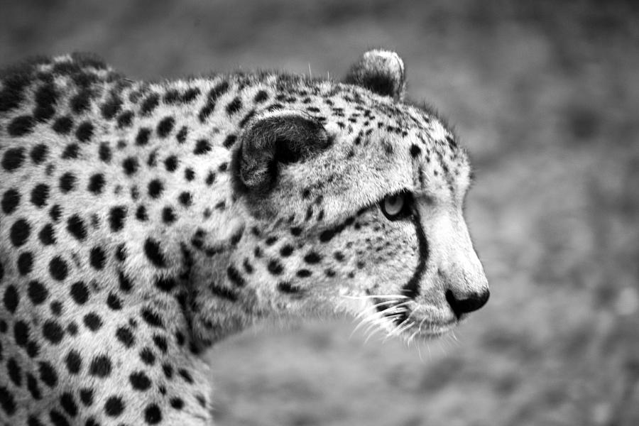 Cheetah Profile Black and White Photograph by Sally Rockefeller | Pixels