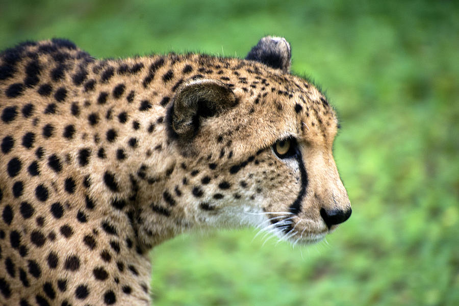 Cheetah Profile Color Photograph by Sally Rockefeller - Fine Art America