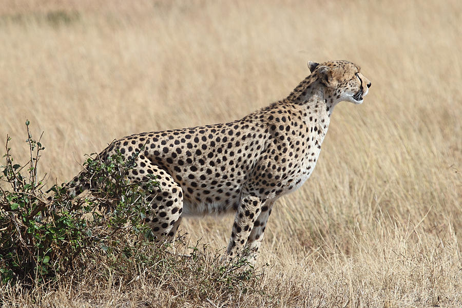 Mammal Photograph - Cheetah Ready for the Off by Carole-Anne Fooks
