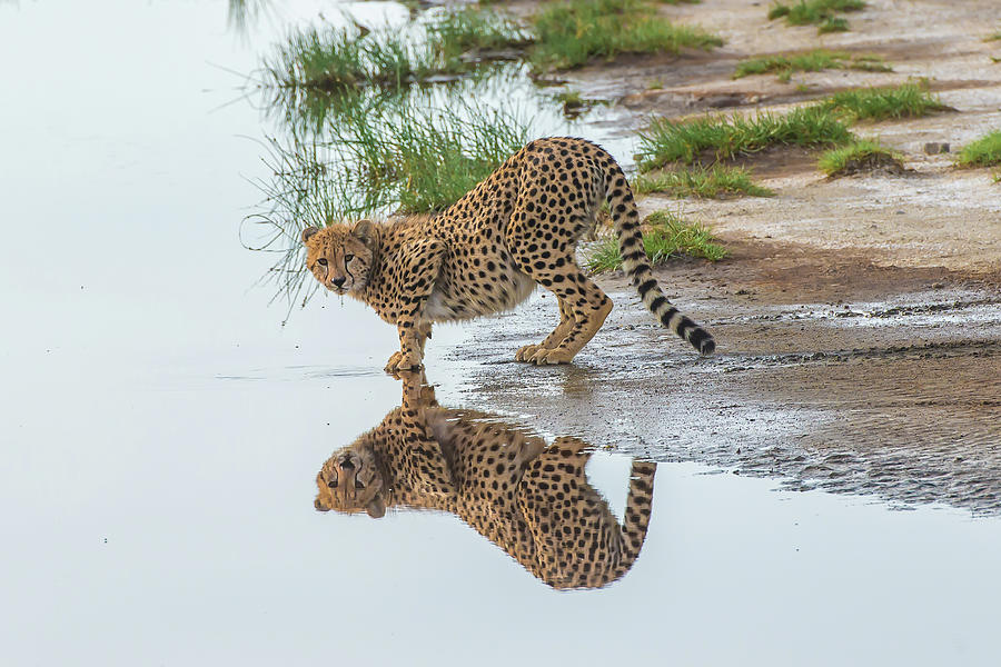 Cheetah Reflection Photograph by B&k Wildlife Photography