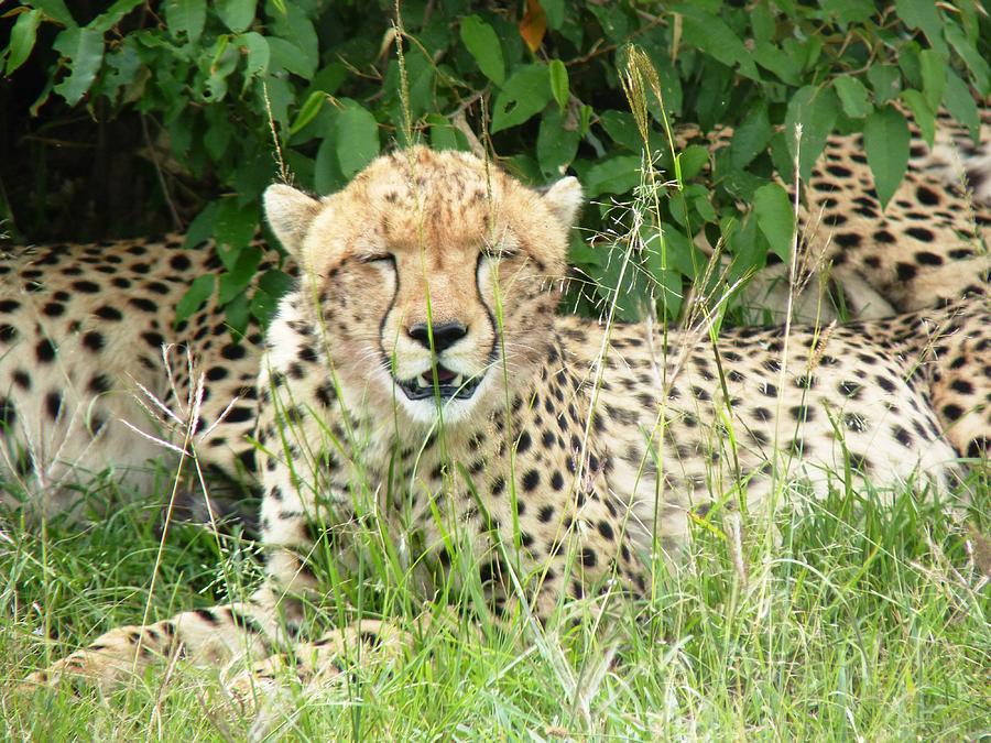 Cheetah relaxing in the Masai Mara Photograph by Tony Murtagh