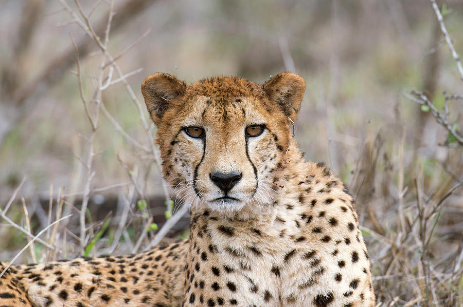 Cheetah Resting Photograph by Dr P. Marazzi/science Photo Library - Pixels