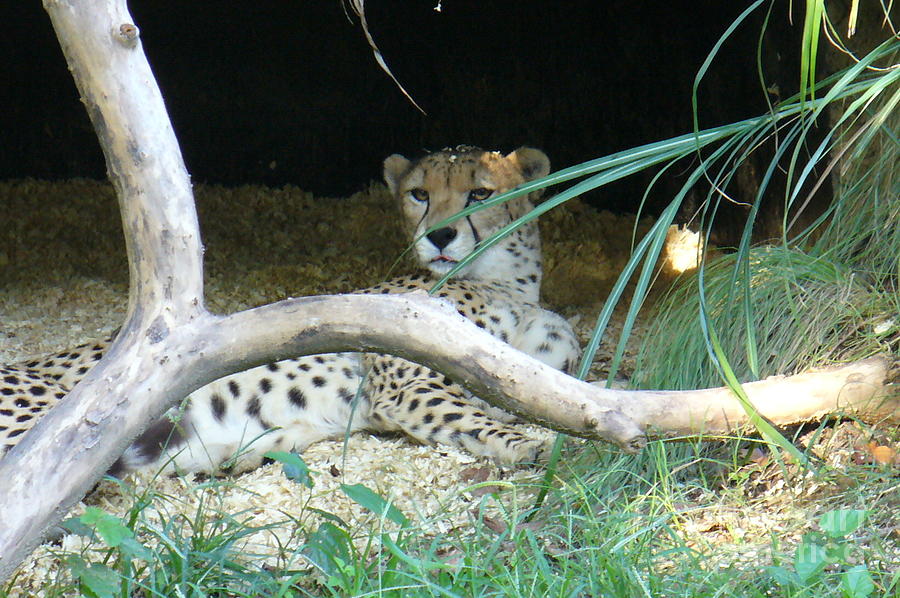 Cheetah resting  Photograph by Lingfai Leung