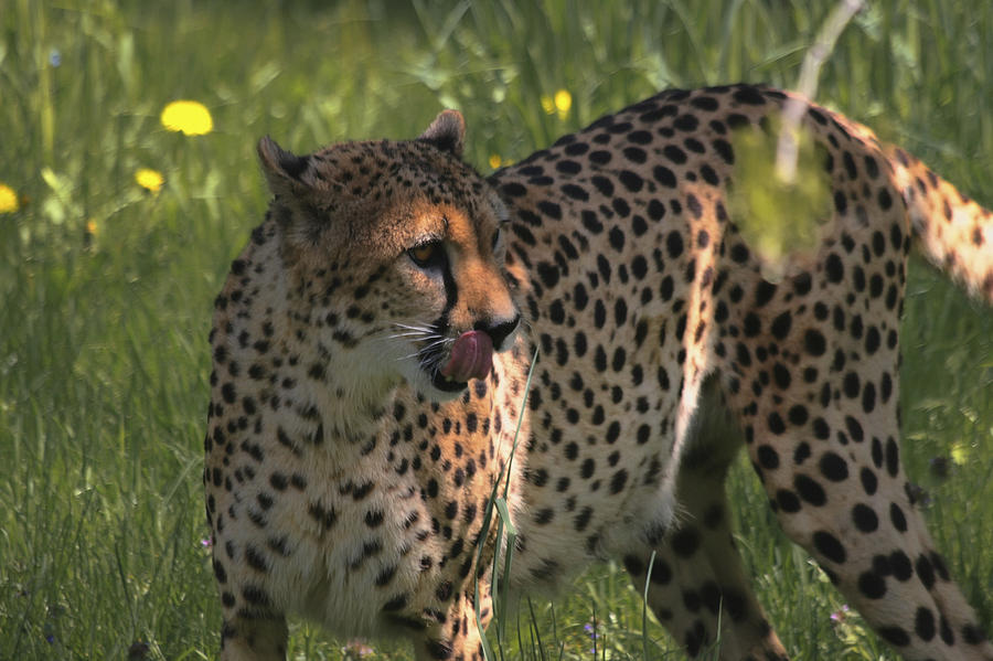 Cheetah Photograph by Richard Gregurich