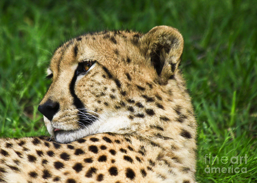 Cheetah Photograph by Richard Lynch