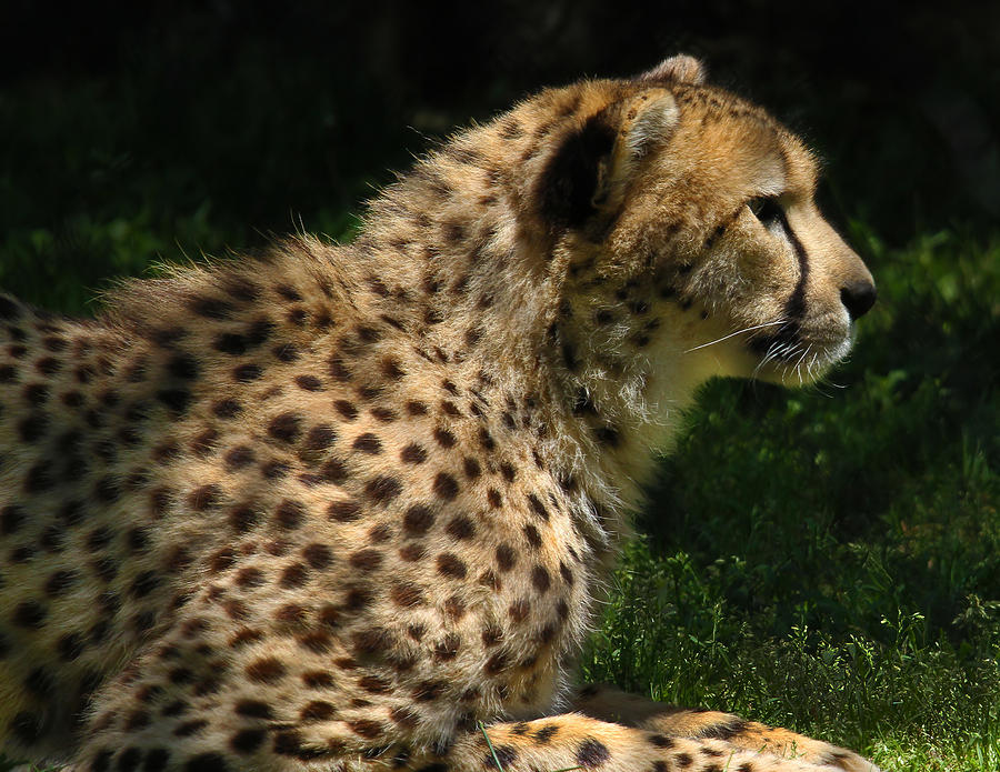 Cheetah Photograph by Roger Becker