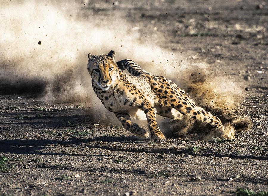 Cheetah Run Photograph by Kelley Larsen - Fine Art America