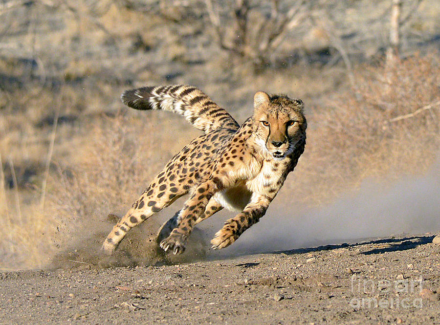 Cheetah Run Photograph By Michael R Erwine - Fine Art America