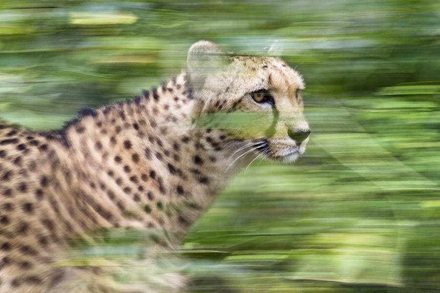 Cheetah Running Africa Photograph by Konrad Wothe
