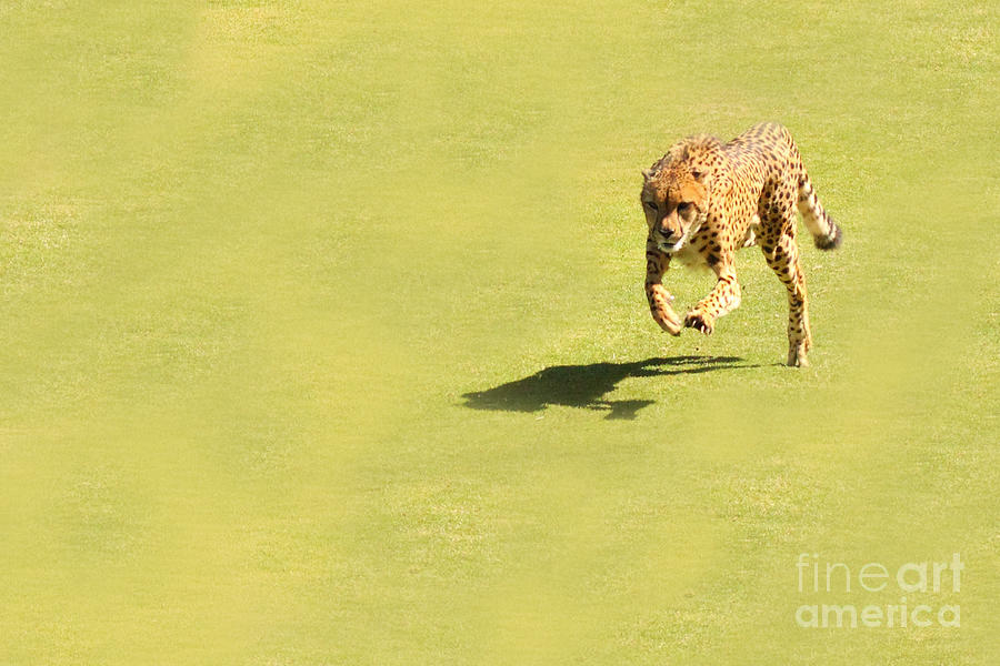 Cheetah Running Down Prey Photograph by Max Allen