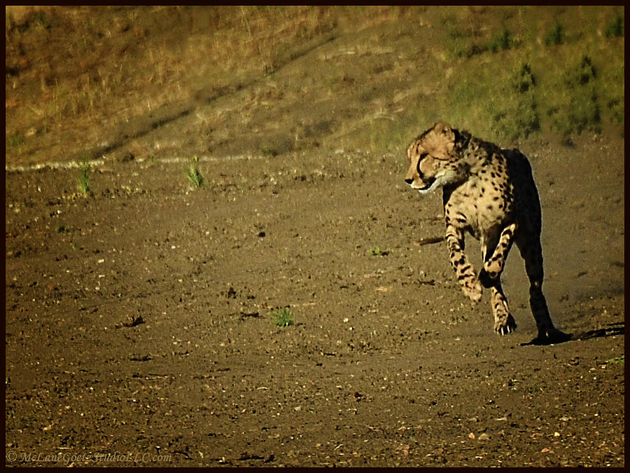 Reno Photograph - Cheetah Running by LeeAnn McLaneGoetz McLaneGoetzStudioLLCcom