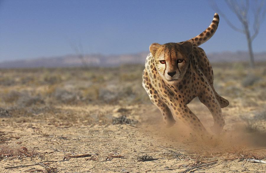 Cheetah Running Photograph by Mark Garlick/science Photo Library