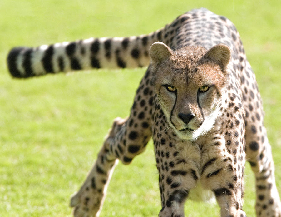 cheetah Running Portrait Photograph by William Bitman