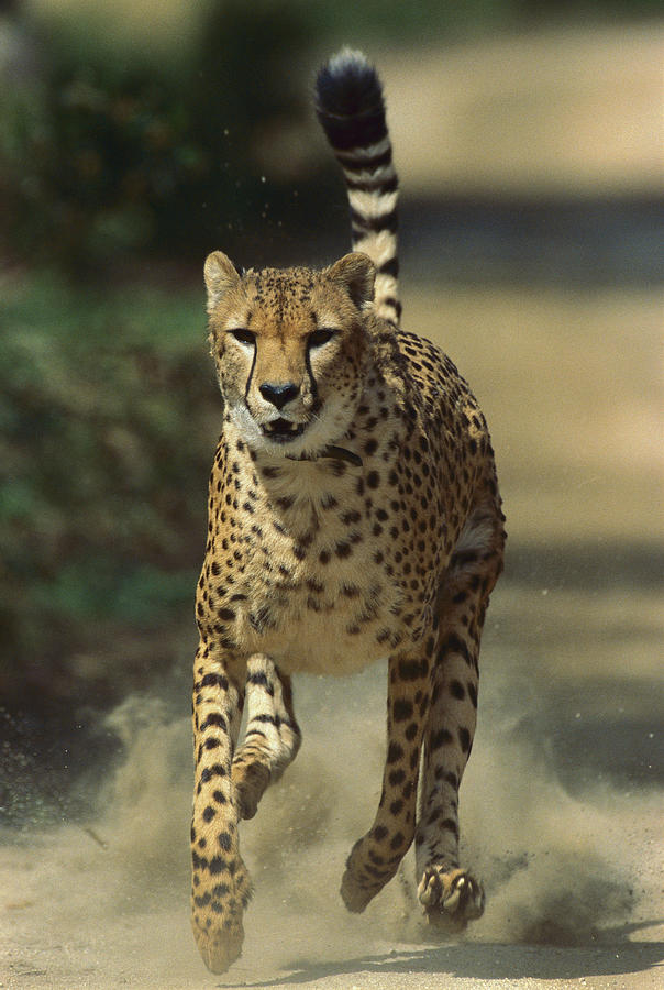 Cheetah Running Photograph by San Diego Zoo
